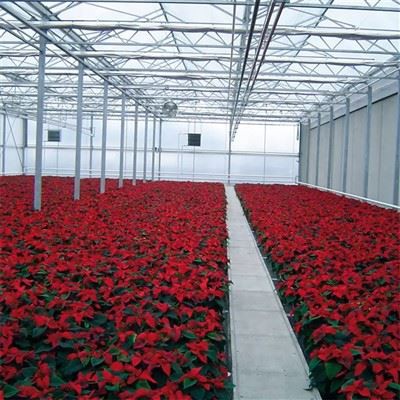 Venlo Greenhouse5